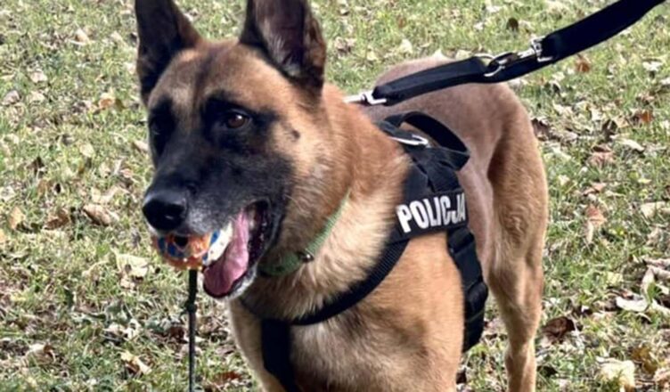POLICYJNY PIES ODNALAZŁ ZAGINIONEGO 75-LATKA