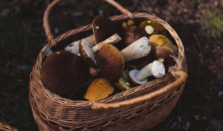 GRZYBIARZ ZGUBIŁ SIĘ W LESIE