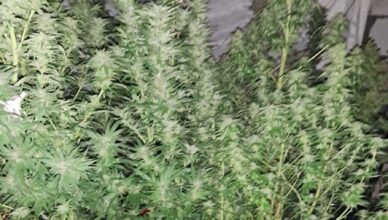 TYMCZASOWY ARESZT ZA POSIADANIE ZNACZNYCH ILOŚCI NARKOTYKÓW I PROWADZENIE PLANTACJI