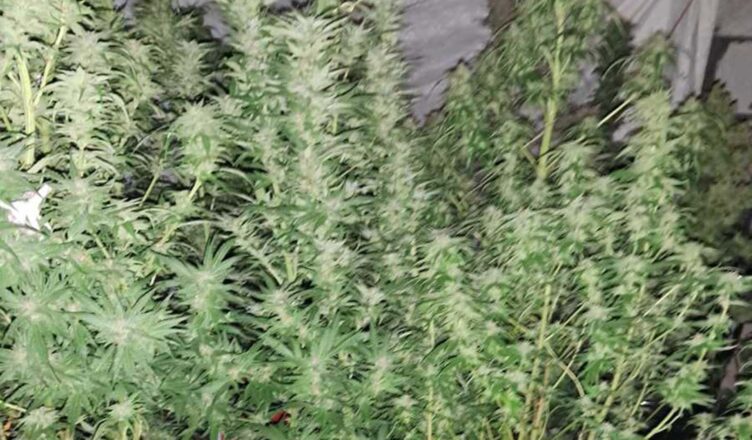 TYMCZASOWY ARESZT ZA POSIADANIE ZNACZNYCH ILOŚCI NARKOTYKÓW I PROWADZENIE PLANTACJI