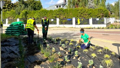 Zielonka - nowe nasadzenia w ul. Wojska Polskiego i na skateparku