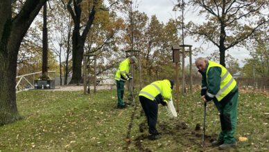 Zielonka - Kolejne nasadzenia miejskiej zieleni