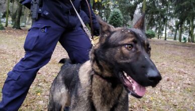 Sadza, nowy policyjny pies patrolowo-tropiący w radomskiej komendzie