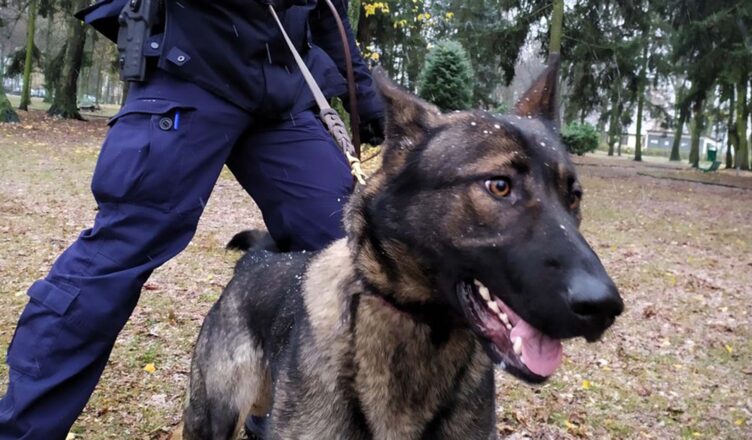 Sadza, nowy policyjny pies patrolowo-tropiący w radomskiej komendzie