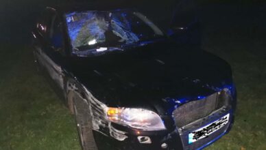 ZDERZENIE Z ŁOSIEM. UWAŻAJMY NA DRODZE!