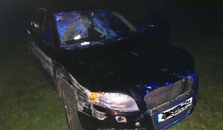 ZDERZENIE Z ŁOSIEM. UWAŻAJMY NA DRODZE!