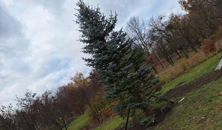 Ząbki - zapach choinki w Parku Szuberta