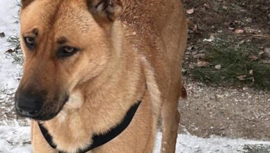 Tłuszcz - Czy to Twój pies?