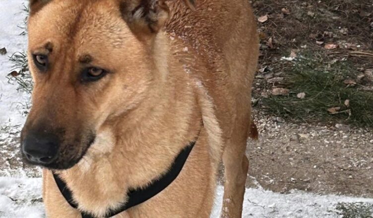 Tłuszcz - Czy to Twój pies?