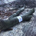 Wycinka drzew przy DW 634