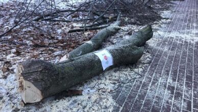 Wycinka drzew przy DW 634