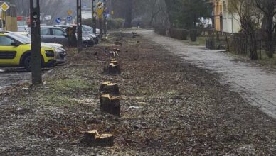 Kilkaset drzew pod topór