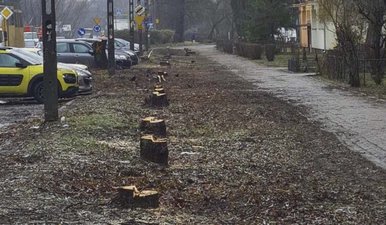 Kilkaset drzew pod topór