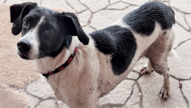 Tłuszcz - zaginęła suczka Rita