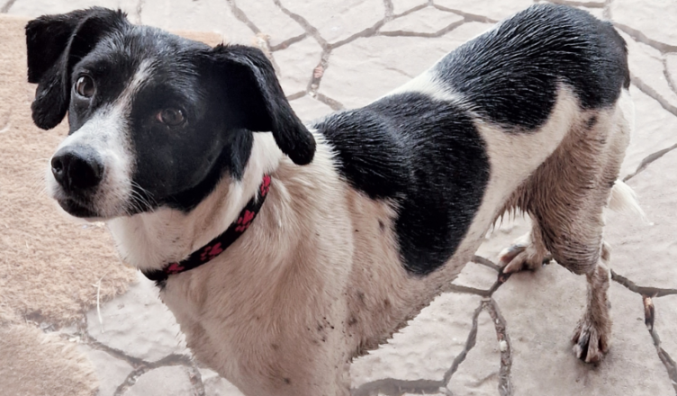 Tłuszcz - zaginęła suczka Rita