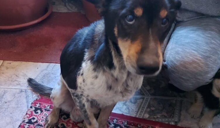 Tłuszcz - znaleziono psa