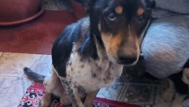 Tłuszcz - znaleziono psa