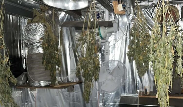 Areszt dla 46-latka za uprawę konopi