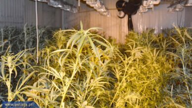 Codzienna walka z przestępczością narkotykową trwa. 430 kg narkotyków nie trafiło na rynek dzięki mazowieckim policjantom