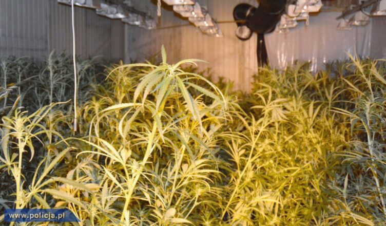 Codzienna walka z przestępczością narkotykową trwa. 430 kg narkotyków nie trafiło na rynek dzięki mazowieckim policjantom