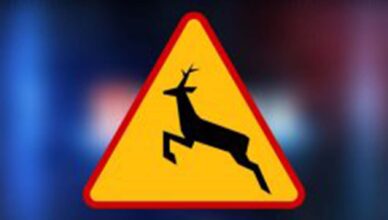 Kolizja z łosiem. Kierowco zachowaj ostrożność!