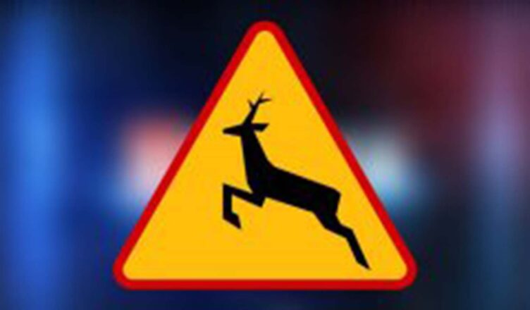 Kolizja z łosiem. Kierowco zachowaj ostrożność!