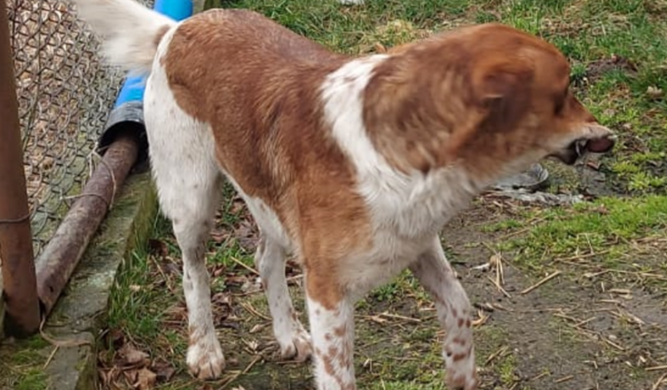 Tłuszcz - poszukiwany właściciel psa