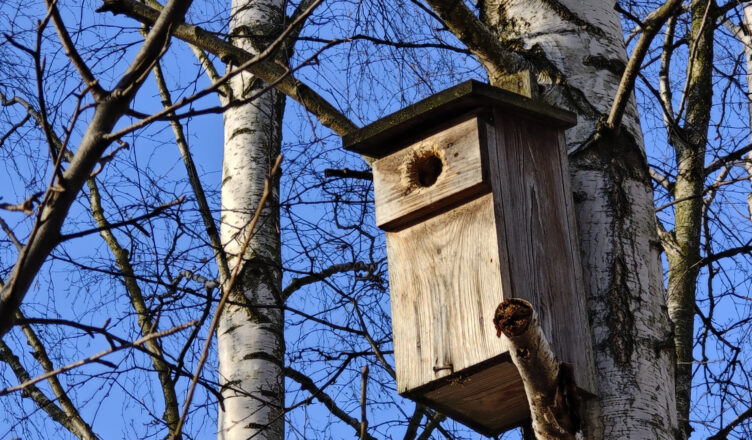 Zielonka - czyszczenie budek lęgowych dla ptaków