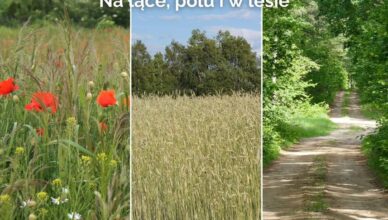 Tłuszcz - konkurs plastyczny "Na łące, polu i w lesie"