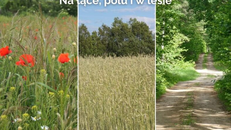 Tłuszcz - konkurs plastyczny "Na łące, polu i w lesie"