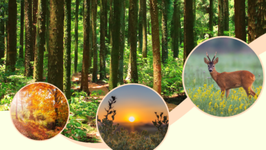 Konkurs fotograficzny - przyroda Powiatu Wołomińskiego w obiektywie