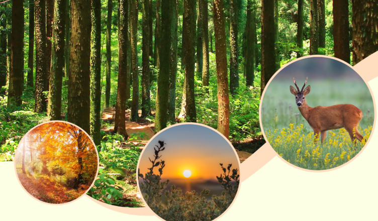 Konkurs fotograficzny - przyroda Powiatu Wołomińskiego w obiektywie