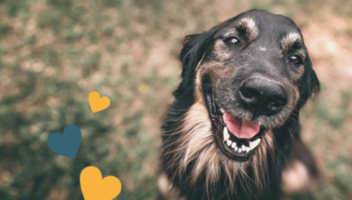 Wołomin - zbiórka darów dla bezdomnych zwierząt