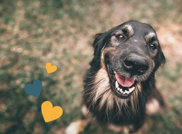 Wołomin - zbiórka darów dla bezdomnych zwierząt