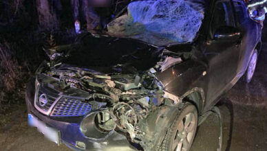 Zdarzenie drogowe z udziałem łosia