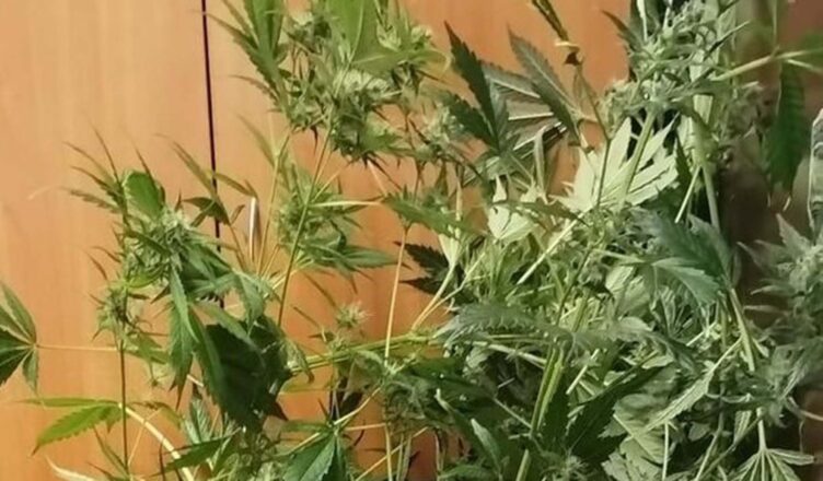 Krzewy konopi w namiocie