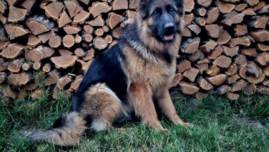 Tłuszcz - zaginęła suczka