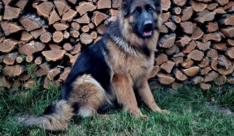 Tłuszcz - zaginęła suczka