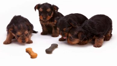 Psie smakołyki – urozmaicenie psiej diety czy zbędny dodatek?