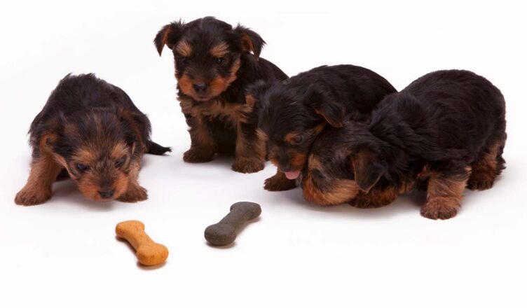 Psie smakołyki – urozmaicenie psiej diety czy zbędny dodatek?