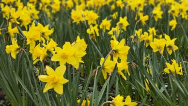 Wiosenna Zielonka zakwitła