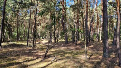 Klembów - Sprzątam! Nie śmiecę!
