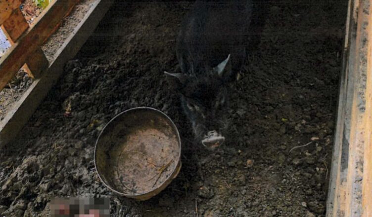 Policjanci uczestniczyli przy odebraniu skrajnie zaniedbanych zwierząt