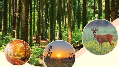 Powiatowy konkurs fotograficzny "Przyroda Powiatu Wołomińskiego w obiektywie"