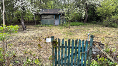 Zielonka - konkurs na najem działki z altaną tylko do 20 maja