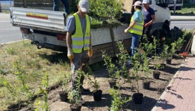 Ząbki - Kolejne nasadzenia zieleni