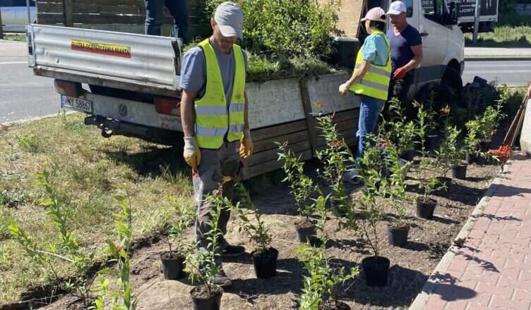Ząbki - Kolejne nasadzenia zieleni