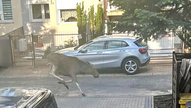 Łoś spacerujący ulicami na Bemowie wrócił do lasu