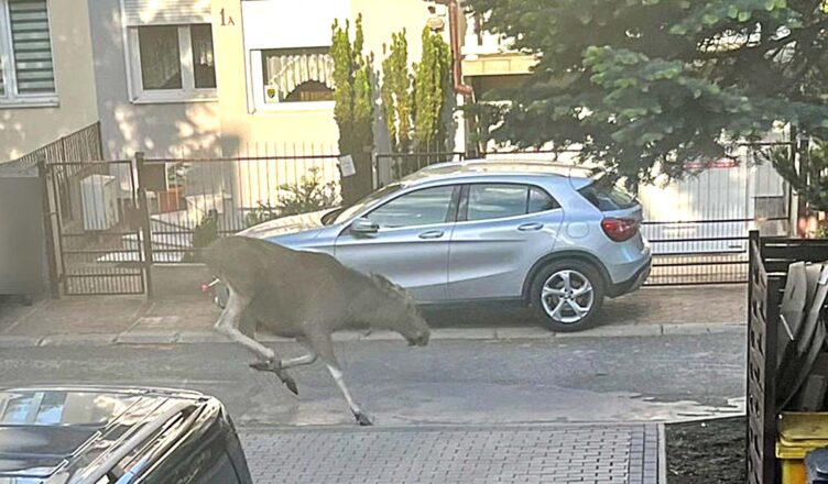 Łoś spacerujący ulicami na Bemowie wrócił do lasu