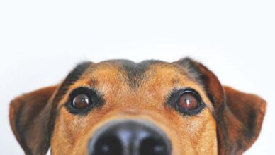 Strzelał do psa z wiatrówki